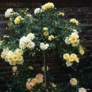 SUNNY ROSE® SUNNY ROSE®